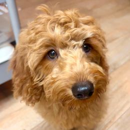 Ophelia - Goldendoodle