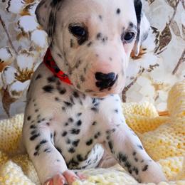 Dalmatian and Poodle Puppies from Reeves Family Standards