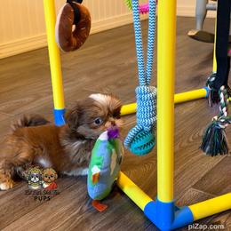 Daphne - Liver and white female Shih Tzu puppy in Walkertown, North Carolina from Lil’ Bit’s Shih Tzu