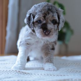 Aussiedoodle Puppies from Doodle Paws Pups