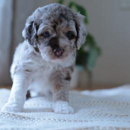 Aussiedoodle Puppies from Doodle Paws Pups