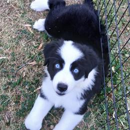 Olaf - Silver - Boy - Black & white male Australian Shepherd puppy in Charlotte, North Carolina from Tranquility Trail Aussies