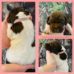Pink Collar - White and liver female German Shorthaired Pointer puppy in Bluffton, South Carolina from Lowcountry Southern GSP'S