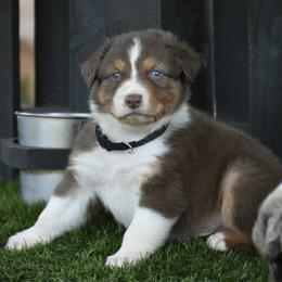 Bordeaux - Red tri-color male Australian Shepherd puppy in Oak Hill, Florida from Swingin T Ranch LLC