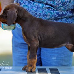 Doberman Pinscher Puppies from Sun Country Dobermanns