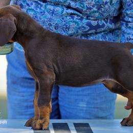 Doberman Pinscher Puppies from Sun Country Dobermanns