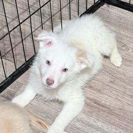 Thumbelina - White and gold female Border Collie puppy in Guffey, Colorado from Sunset Ridge
