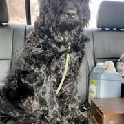 Newfoundland, Newfypoo, and Sheepadoodle All Grown Up from Sweet Creek Pups