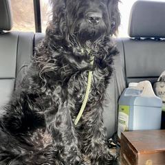 Newfoundland, Newfypoo, and Sheepadoodle All Grown Up from Sweet Creek Pups