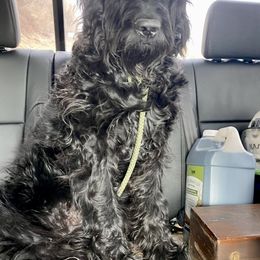 Newfoundland, Newfypoo, and Sheepadoodle All Grown Up from Sweet Creek Pups