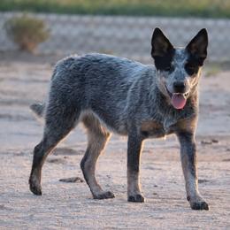 Australian Cattle Dogs and Pembroke Welsh Corgis from Socattleranch’s Corgi’s