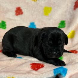 Blue Collar R - Black male Cane Corso puppy in Paris, Texas from Knucklehead Cane Corso