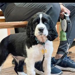 Scout - English Springer Spaniel