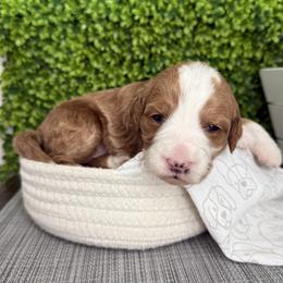 Heart - Red  female Goldendoodle puppy in Clinton, Utah from Golden Law Kennels