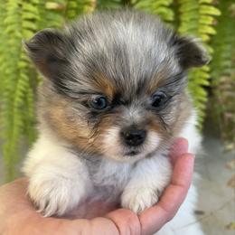 Faith - Blue merle female Pomeranian puppy in Waller (Northwest Of Houston), Texas from Blue Cottage Pomeranians