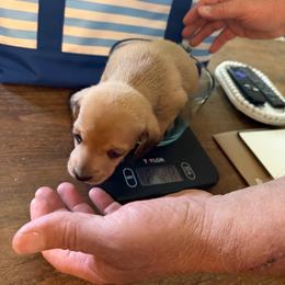 Pickles - Red male Dachshund puppy in Madisonville, Texas from Little B’s Dachshund Farm