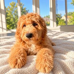 Burn burn burn - Red  male Goldendoodle puppy in North Royalton, Ohio from Johnson's Doodles