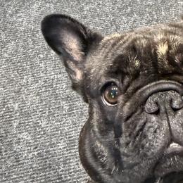 French Bulldogs from Barkumentary Bulldogs ( frenchie breeder)