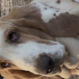Basset Hounds from Pride Rock Basset Hounds