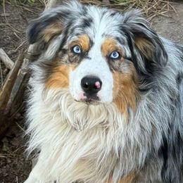 R2 - Australian Shepherd