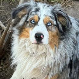 R2 - Australian Shepherd