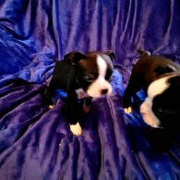Boston Terrier Puppies from The Christian Bostons