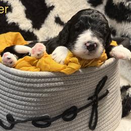 Rudder - Black and white male Bernedoodle puppy in Coopersburg, Pennsylvania from Deutsch Hund Haus