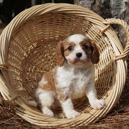 Hazel - Blenheim female Cavalier King Charles Spaniel puppy in Lula, Georgia from Cavaliers by Crumley