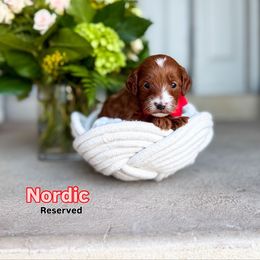 Nordic - Red  male Goldendoodle puppy in West Haven, Utah from Split Mountain Doodles