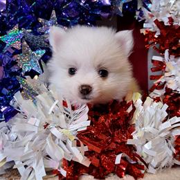 ESTHER Girl 4 - White female Pomeranian puppy in Lore City, Ohio from Tonia's Pomeranians