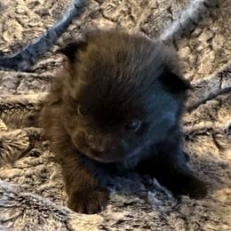 Violet - Black female Pomeranian puppy in Scio, Oregon from Mac Daddy Poms