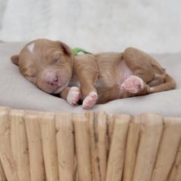 Guinness - Apricot male Cavapoo puppy in Arlington, Texas from Van Haselen Poodles and Doodles