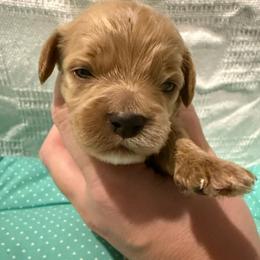 Finnick - Cream male Cockapoo puppy in Williamston, South Carolina from Sassy Bob’s Dogs