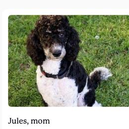 Jules - Poodle