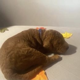 Kringle - blue collar - Apricot male Goldendoodle puppy in Brea, California from Dhalia’s Doodles