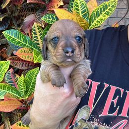 Rose - Red female Dachshund puppy in Pierson, Florida from Paige’s Mini Dachshunds