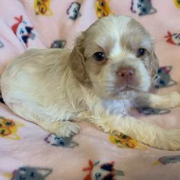 Boy 2 - Buff and white male Cocker Spaniel puppy in Gadsden, Alabama from Rich Cat’s