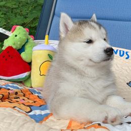 Siberian Husky Puppies from Canace Siberians