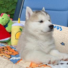 Siberian Husky Puppies from Canace Siberians