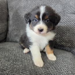 Dynamite (Red) - Black tri-color male Australian Shepherd puppy in Vona, Colorado from Dyna Aussies