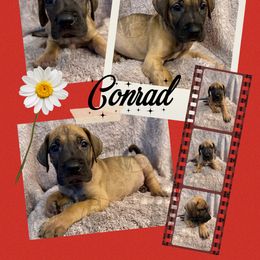 Conrad - Fawn male Great Dane puppy in Longview, Texas from Noctua Kennels