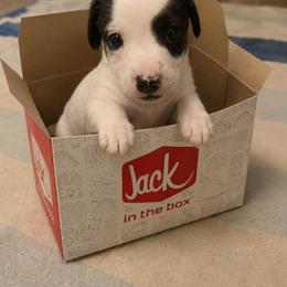 Boy 3 - Tri-color male Russell Terrier puppy in Kemp, Texas from Dodd's Shorty Jack Russells