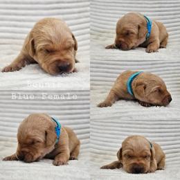 Bonnie  - Blue Collar - Yellow female Labrador Retriever puppy in Boyd, Minnesota from Lindley Labradors