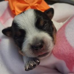 Four - Blue male Australian Cattle Dog puppy in Fife Lake, Michigan from Kurczak Farm LLC