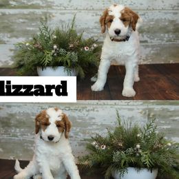 Bernedoodle and Goldendoodle Puppies from Dolly's Doodles
