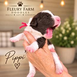 Pippi - Brown female Whoodle puppy in Knoxville, Tennessee from Fleury Farm Doodles TN
