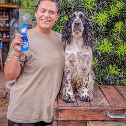 Boykin Spaniel and English Springer Spaniel Puppies from 31 Pines Springers & Retrievers