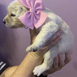 Goldendoodle Puppies from Peachy Sweet Goldendoodles
