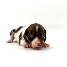 Bennie - Piebald male Dachshund puppy in Waddell, Arizona from Neu Doxies