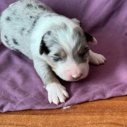 Girl3 - Blue merle female Australian Shepherd puppy in Rosamond, California from Fly by Nite Australian Shepherds